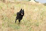 SCHIPPERKE 204